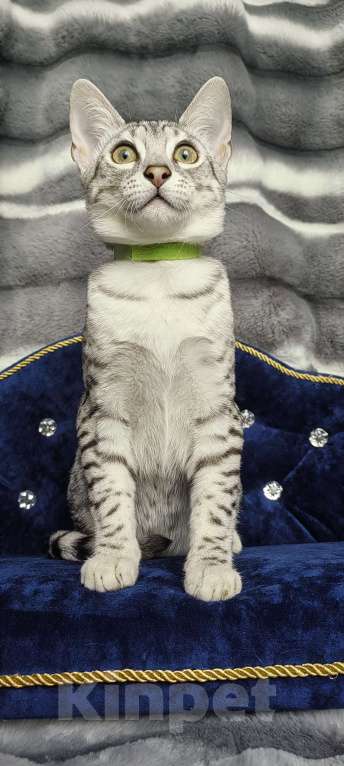 Кошки в Санкт-Петербурге: Котята Мау Дионис Мальчик, 45 000 руб. - фото 5