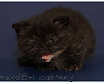 Кошки в Сургуте: Британские короткошерстные котята классических окрасов Девочка, Бесплатно - фото 2
