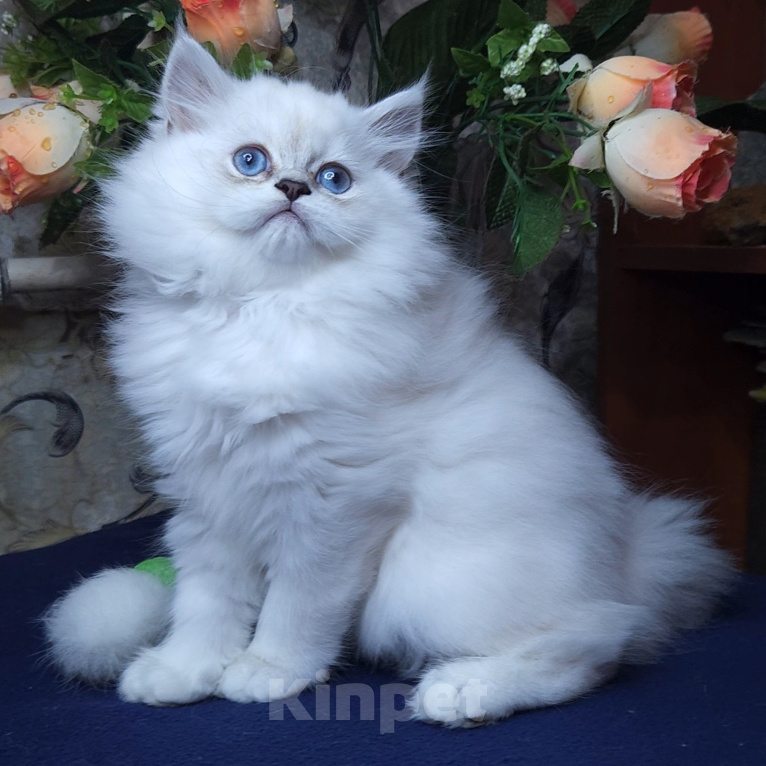 Кошки в Краснодаре: Шотландский котенок Мальчик, 50 000 руб. - фото 4