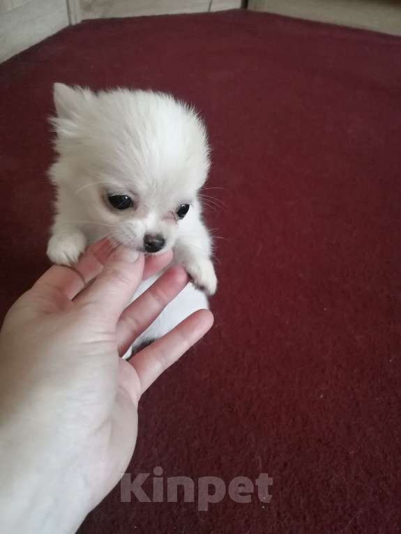 Собаки в Москве: Девочка крем длинношерстная  Девочка, 40 руб. - фото 6