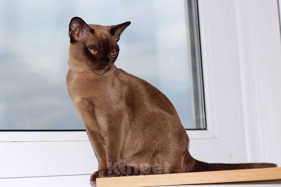 Кошки в Москве: Бурма - котята из питомника Мальчик, 90 000 руб. - фото 6