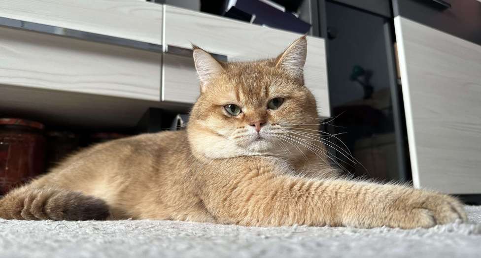 Кошки в Анапе: Вязка британский кот Мальчик, 5 000 руб. - фото 1