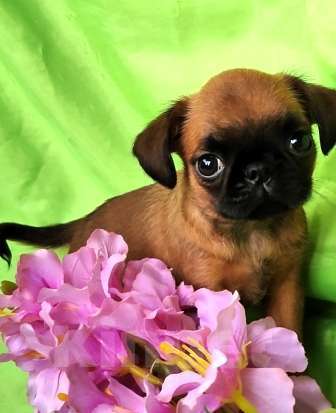 Собаки в Москве: пти брабансон мальчики рыженькие Мальчик, 45 000 руб. - фото 2