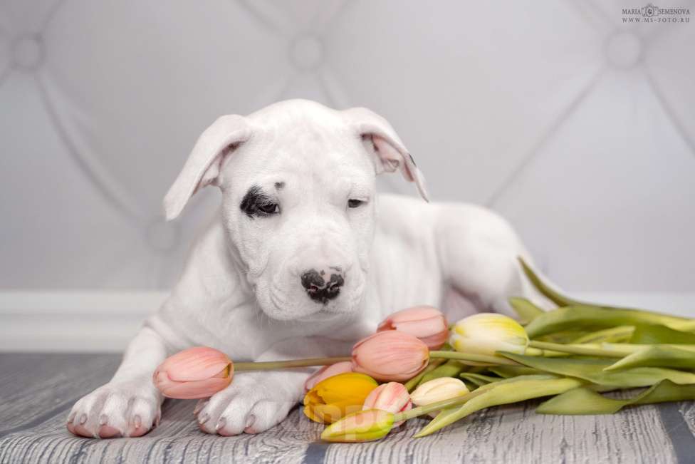 Собаки в Москве: Девочка амстаффа Девочка, 65 000 руб. - фото 3