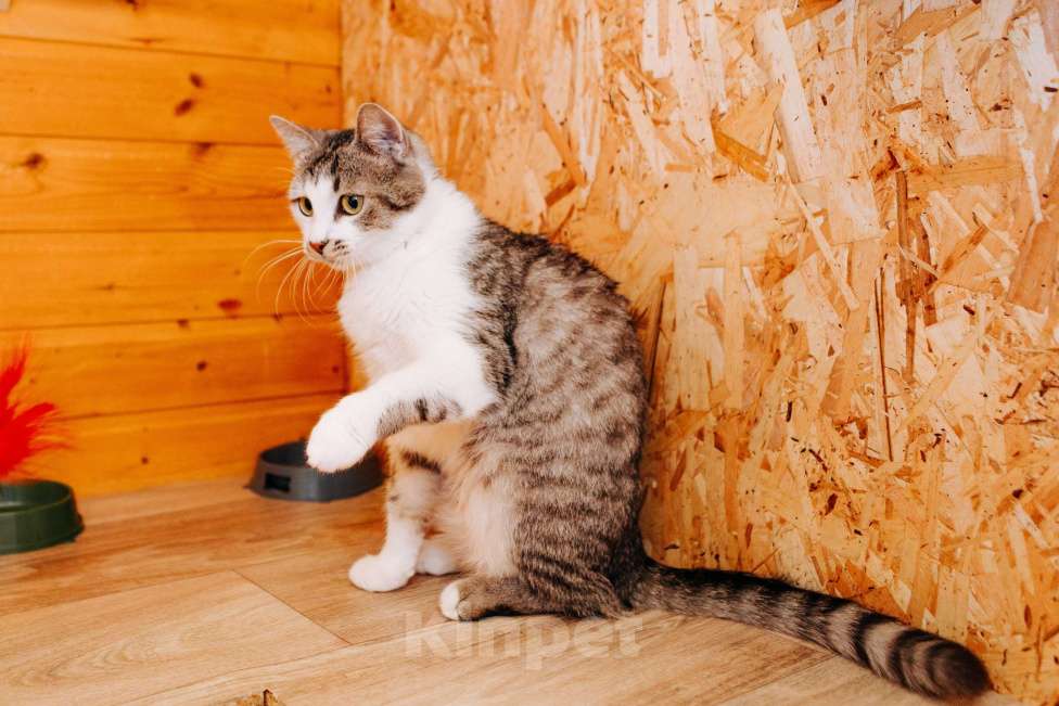 Кошки в Москве: Кошечка Маруся ❤️Очень ищет дом и любимых хозяев  Девочка, 100 руб. - фото 6