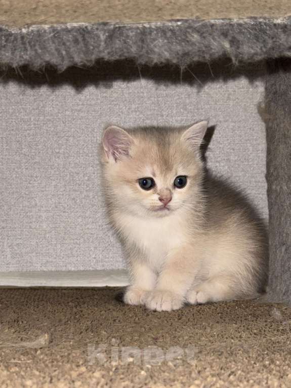 Кошки в Люберцах: Британская шиншилла  Девочка, 40 000 руб. - фото 2