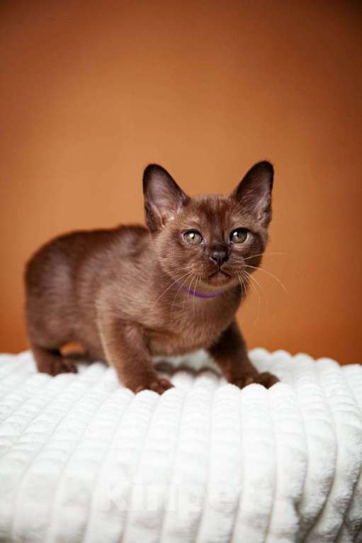 Кошки в Москве: Котята европейской Бурмы  Мальчик, 50 000 руб. - фото 5