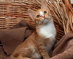 Кошки в Калуге: Томасина, рыжая девочка. Котенок 3 мес в добрые руки. Девочка, Бесплатно - фото 5
