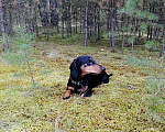 Собаки в Абакане: Такса, кобелёк, вязка, 100 руб. - фото 3