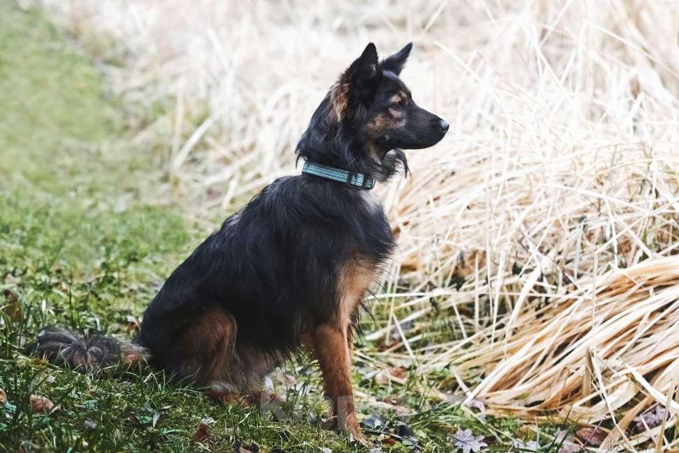 Собаки в Москве: Необыкновенная красавица Клер ждет свою семью. Девочка, Бесплатно - фото 9