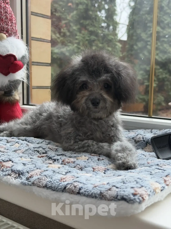 Собаки в Ейске: Карликовый пудель Девочка, 190 000 руб. - фото 1