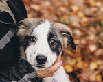 Собаки в Москве: Ювента - девочка, 2 месяца, ищет дом Девочка, Бесплатно - фото 3