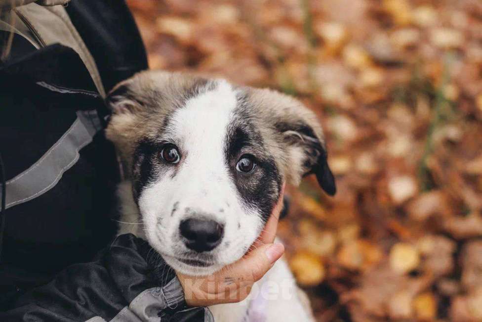 Собаки в Москве: Ювента - девочка, 2 месяца, ищет дом Девочка, Бесплатно - фото 3