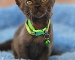 Кошки в Кемерово: Котята Европейской бурмы Разнополые, Бесплатно - фото 3