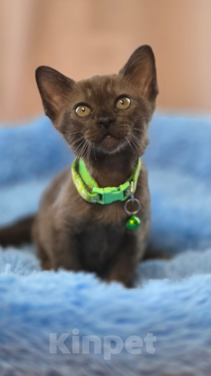 Кошки в Кемерово: Котята Европейской бурмы Разнополые, Бесплатно - фото 3