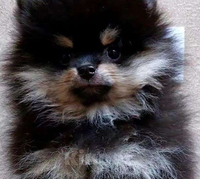 Собаки в Москве: Шпиц mini из питомника Девочка, Бесплатно - фото 4