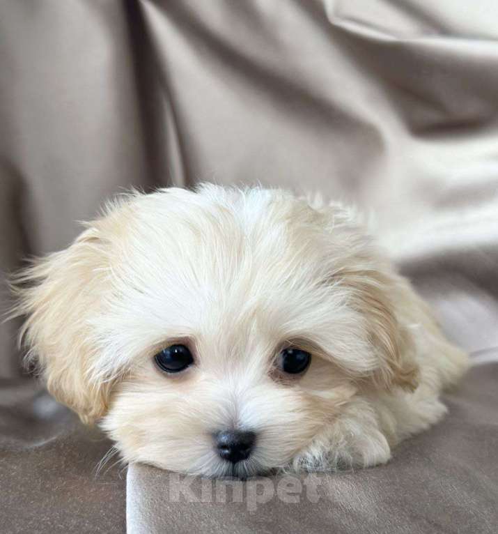 Собаки в Москве: Мальтипу мини мальчик Мальчик, 250 000 руб. - фото 3