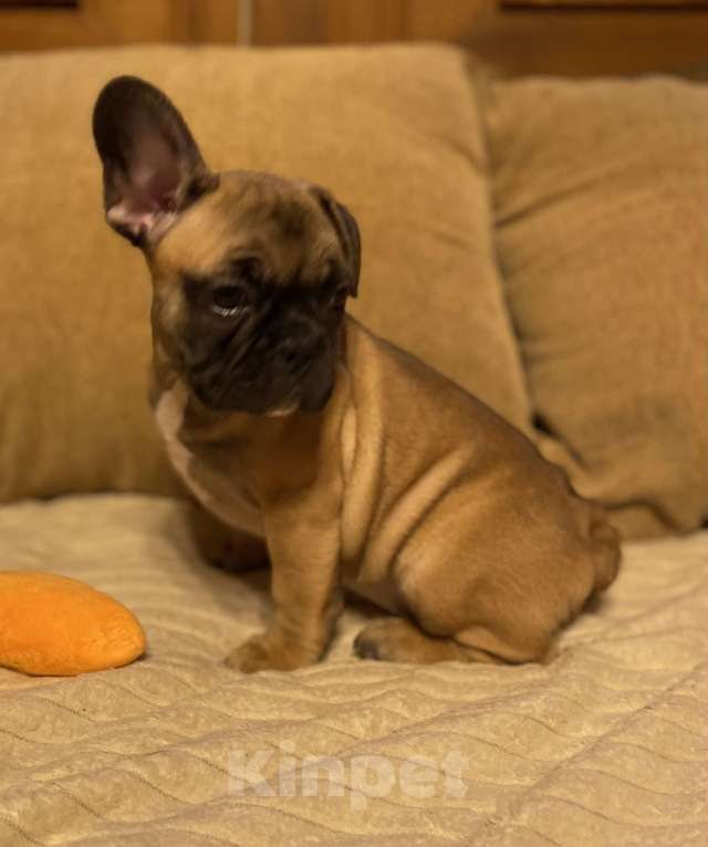 Собаки в Санкт-Петербурге: Очаровательная девочка французского бульдога  Девочка, 45 000 руб. - фото 1