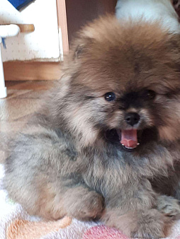 померашка маленький мишка