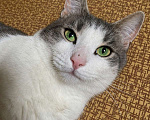 Кошки в Москве: Молодой зеленоглазый  кот Федя в добрые руки! Мальчик, Бесплатно - фото 1