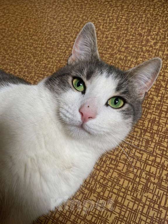 Кошки в Москве: Молодой зеленоглазый  кот Федя в добрые руки! Мальчик, Бесплатно - фото 1