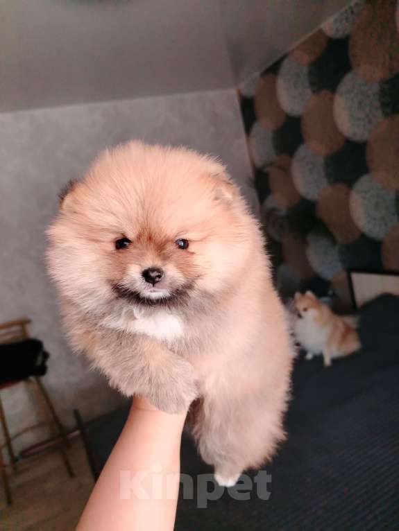 Собаки в Нижнем Тагиле: Щенки шпицули Девочка, 25 000 руб. - фото 2