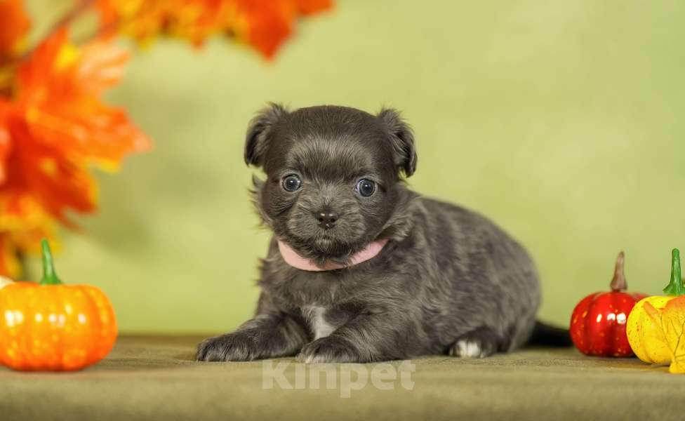 Собаки в Выборге: Голубая девочка длинношёрстная Девочка, 80 000 руб. - фото 3