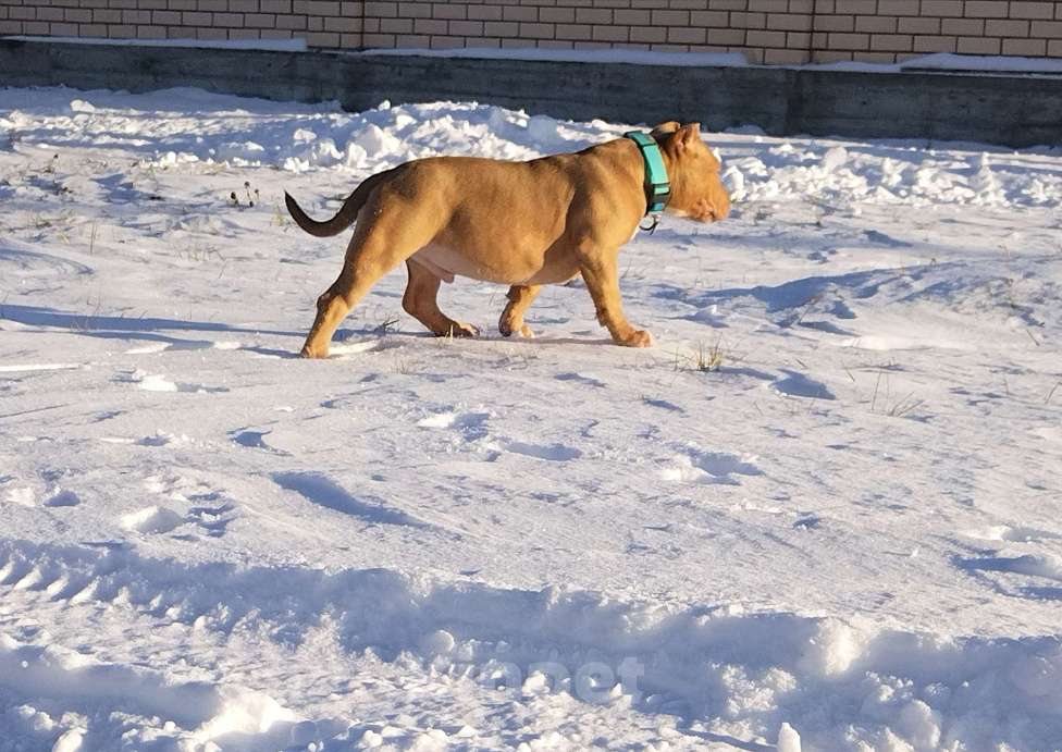 Собаки в Москве: Американский булли. Авкс Девочка, 100 000 руб. - фото 3