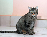 Кошки в Калуге: Барсик – само обаяние, полосатый позитив. Молодой кот в добрые руки. Мальчик, Бесплатно - фото 3