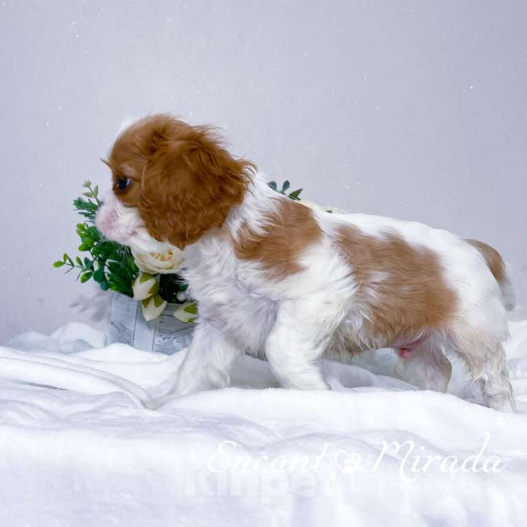 Собаки в Тамбове: Щенок кавалер Кинг Чарльз спаниель  Мальчик, 80 000 руб. - фото 4