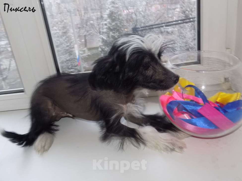 Собаки в Москве: Китайская хохлатая собака Мальчик, 35 000 руб. - фото 3