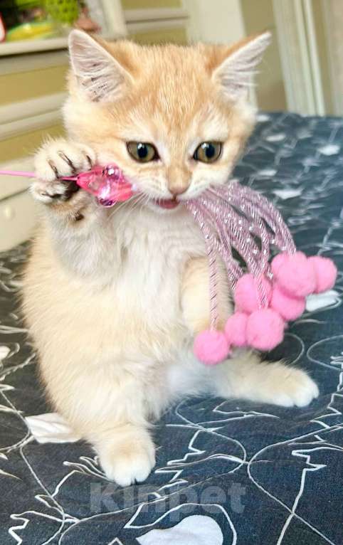 Кошки в Москве: Девочка Золотая шиншилла  Девочка, 50 000 руб. - фото 6