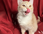 Кошки в Москве: Котик Фокси 7 месяцев Мальчик, Бесплатно - фото 1
