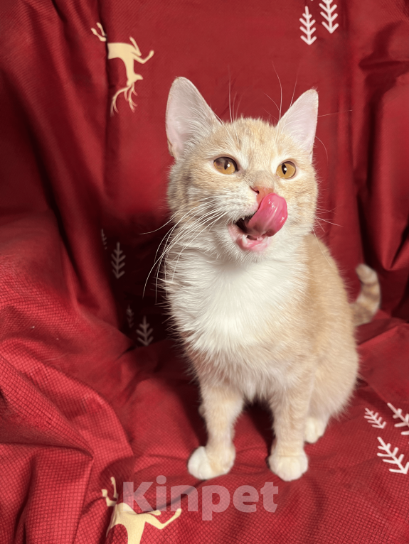 Кошки в Москве: Котик Фокси 7 месяцев Мальчик, Бесплатно - фото 1