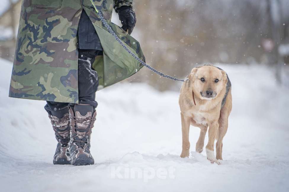 Собаки в Москве: Собака улыбака Джонни ждет своего родного человека, свою семью! Мальчик, Бесплатно - фото 5