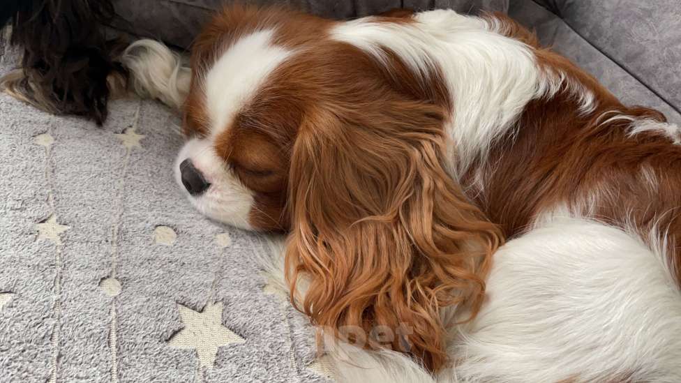 Собаки в Москве: Кавалер Кинг Чарльз Спаниель ВЯЗКА Мальчик, 50 000 руб. - фото 4