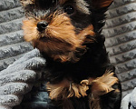 Собаки в Щелково: Кобель Йоркширского терьера  Мальчик, 25 000 руб. - фото 2