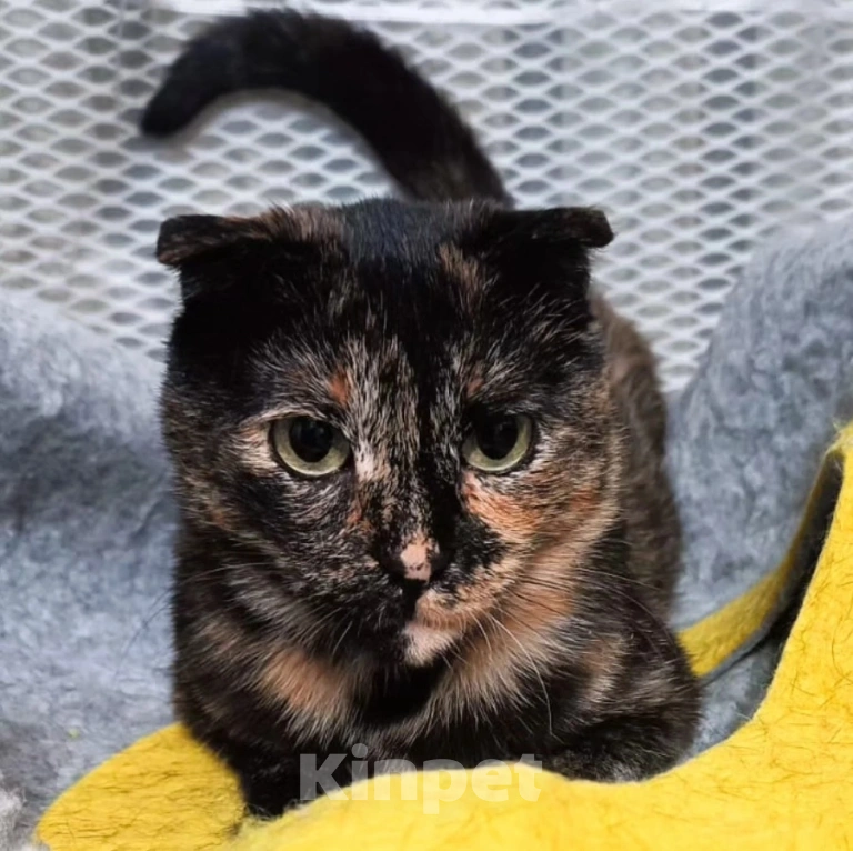 Кошки в Москве: Чапу не замечают Девочка, Бесплатно - фото 2