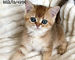 Кошки в Мур: котенок золотая шиншилла Мальчик, Бесплатно - фото 1