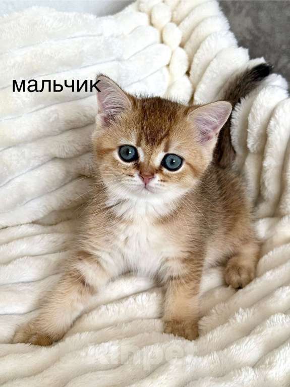 Кошки в Мур: котенок золотая шиншилла Мальчик, Бесплатно - фото 1