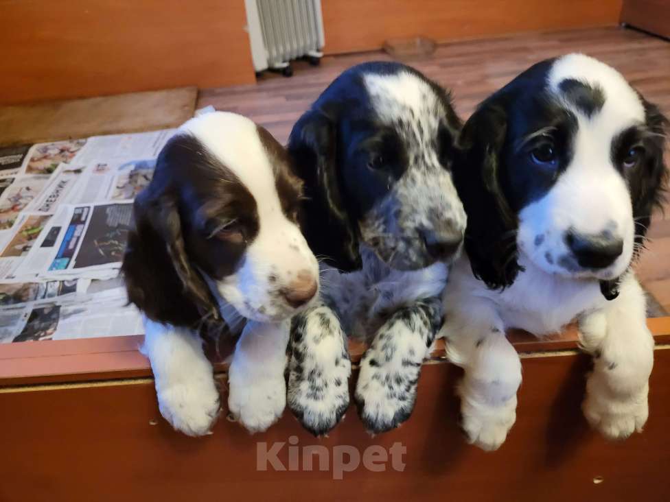 Собаки в Санкт-Петербурге: Продажа Разнополые, 35 000 руб. - фото 1