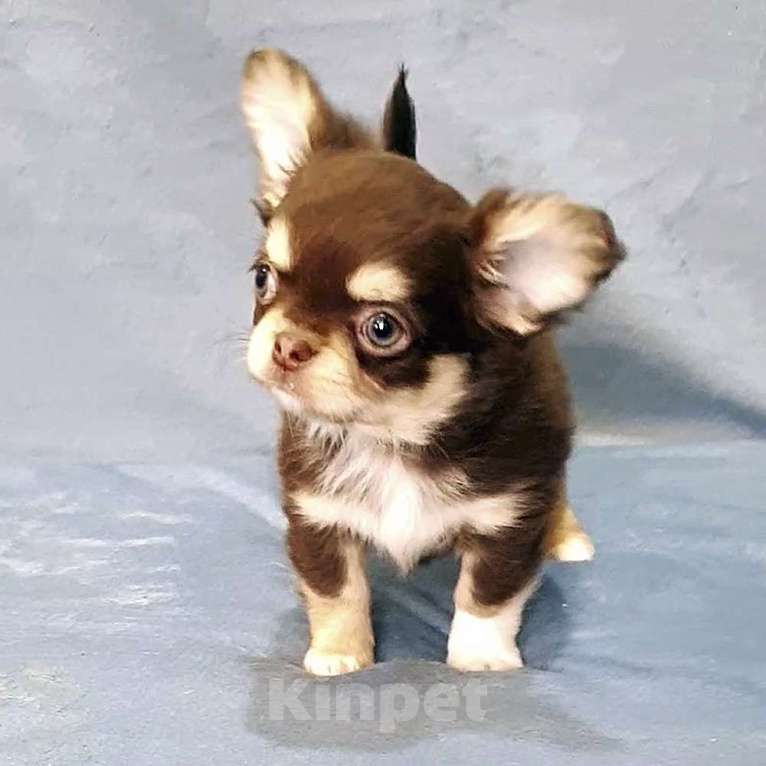 Собаки в Зеленограде: Чихуа мальчик шоколадный Мальчик, 45 000 руб. - фото 3