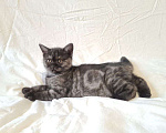 Кошки в Балашихе: Шотландский котенок  Девочка, Бесплатно - фото 1
