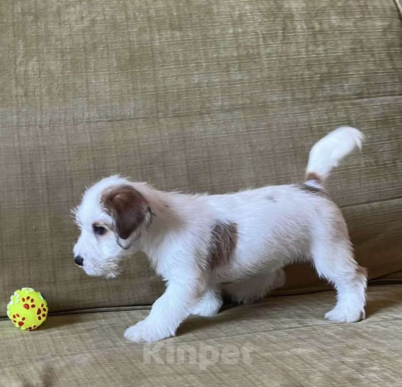 Собаки в Ростове-на-Дону: Щенки жесткошерстного Джек Рассел терьера Девочка, 40 000 руб. - фото 1