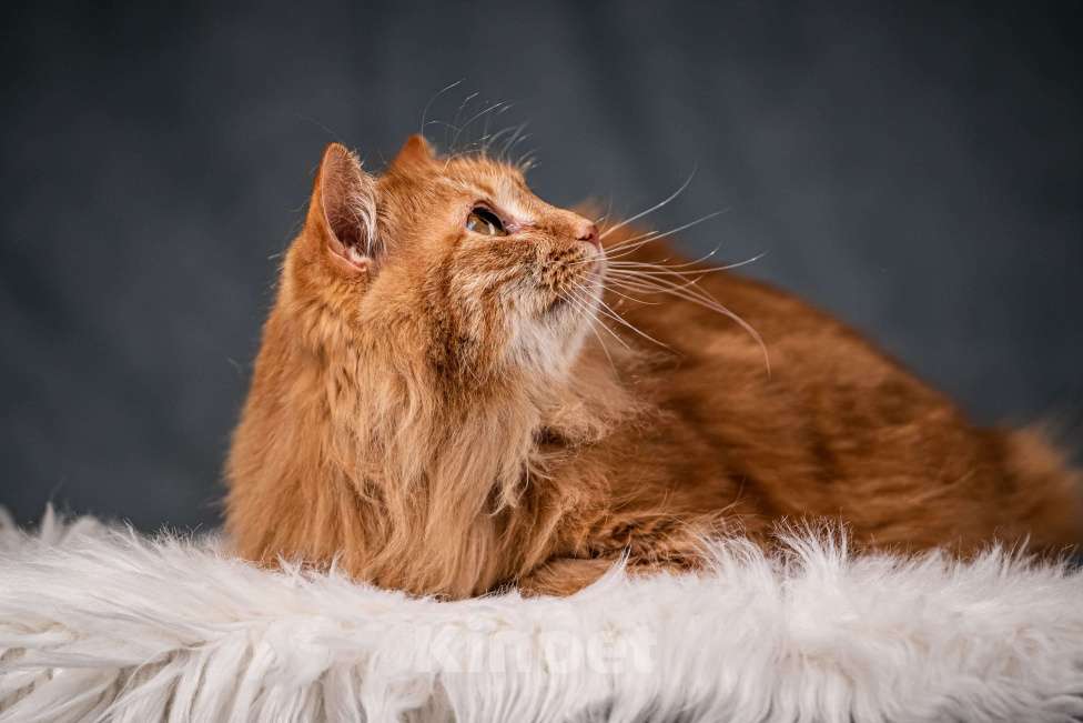 Кошки в Клине: Шуня — тихая кошечка Девочка, Бесплатно - фото 4