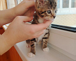 Кошки в Лобне: Котёнок Маргоша 1,5 мес Девочка, Бесплатно - фото 1