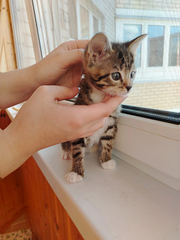Котёнок Маргоша 1,5 мес