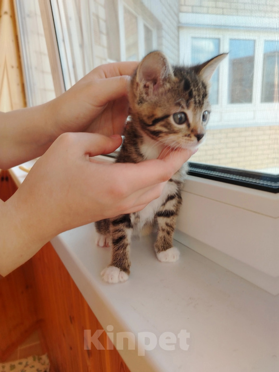 Кошки в Лобне: Котёнок Маргоша 1,5 мес Девочка, Бесплатно - фото 1