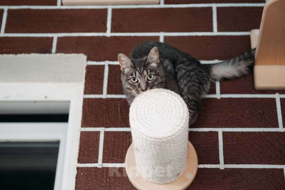Кошки в других городах Московской области: Фея ищет семью Девочка, Бесплатно - фото 7