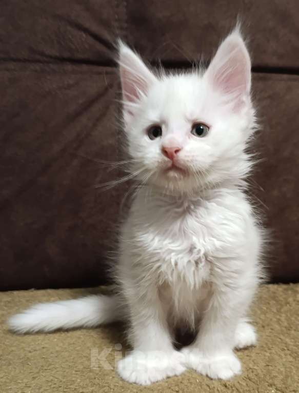 Кошки в Санкт-Петербурге: Мальчик полидакт Мальчик, 40 000 руб. - фото 1